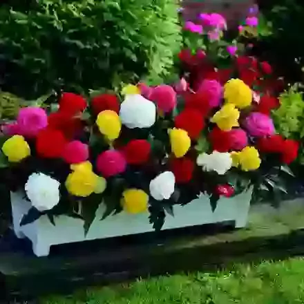 Large Flowered Double